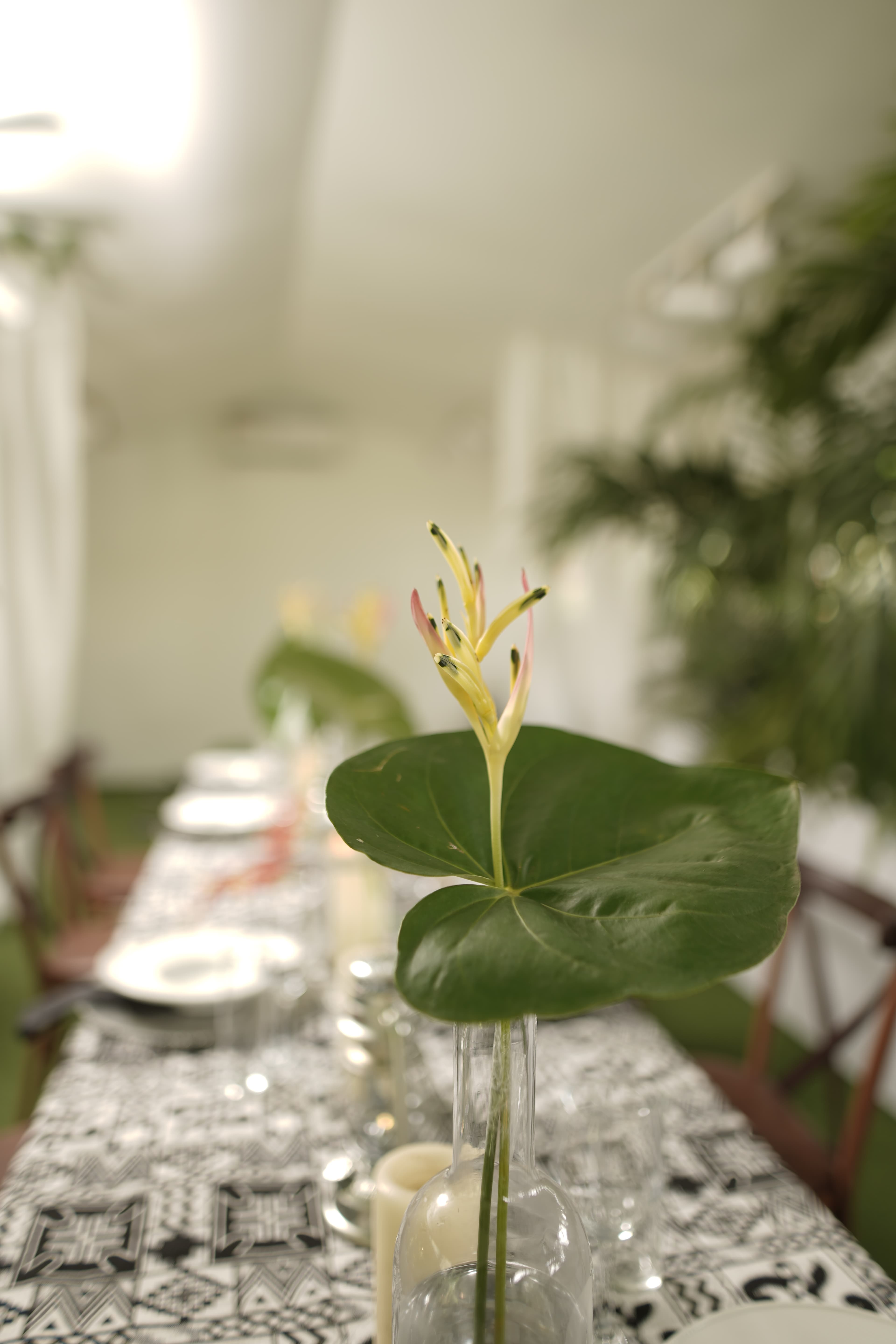 Apalapa paired with fried songu